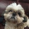 shihtzu124 profile image